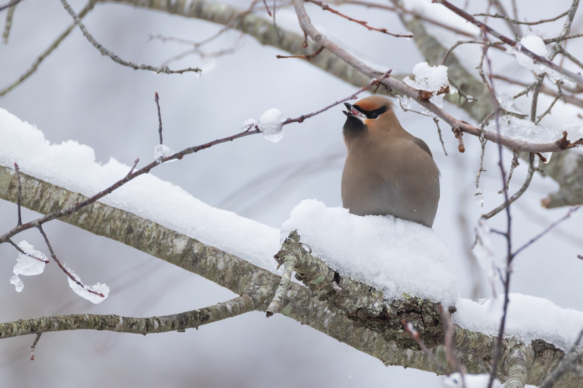 Bohemian Waxwing - ML651516364