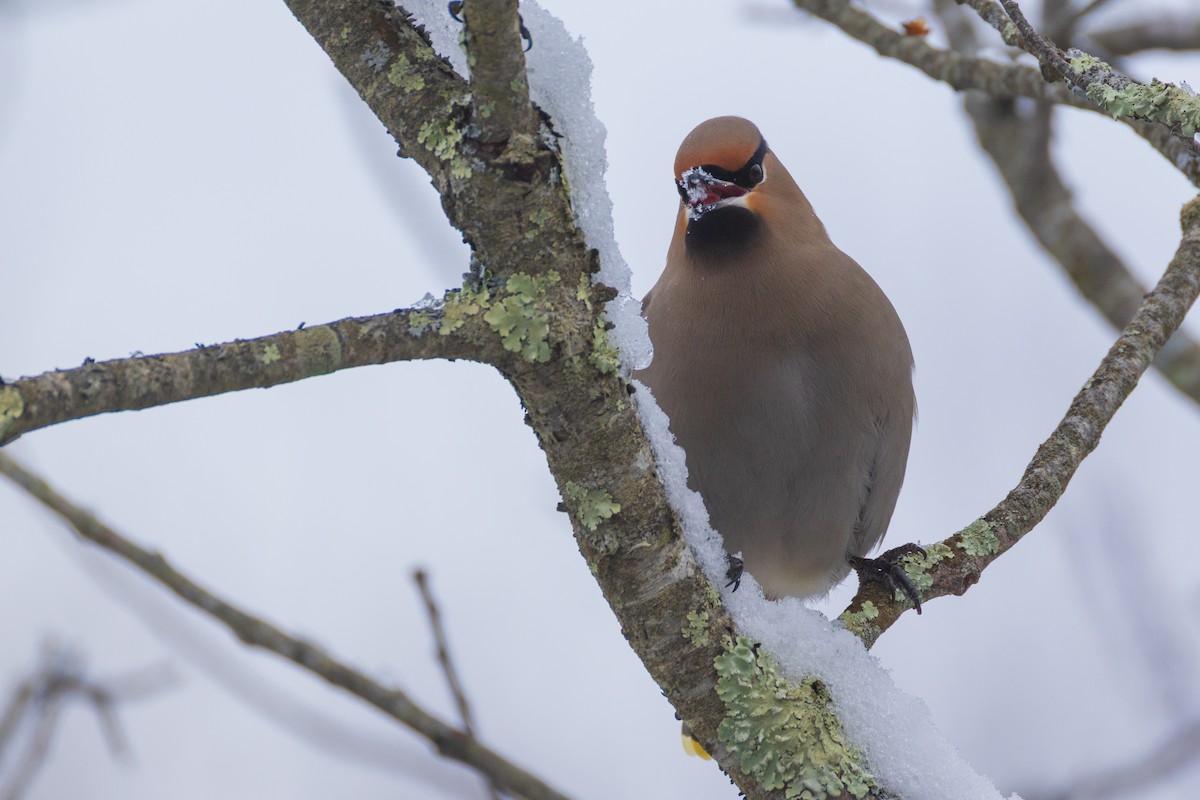 Bohemian Waxwing - ML651516365