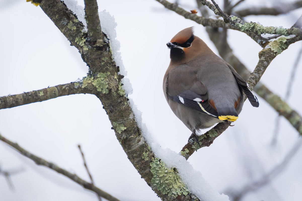 Bohemian Waxwing - ML651516366