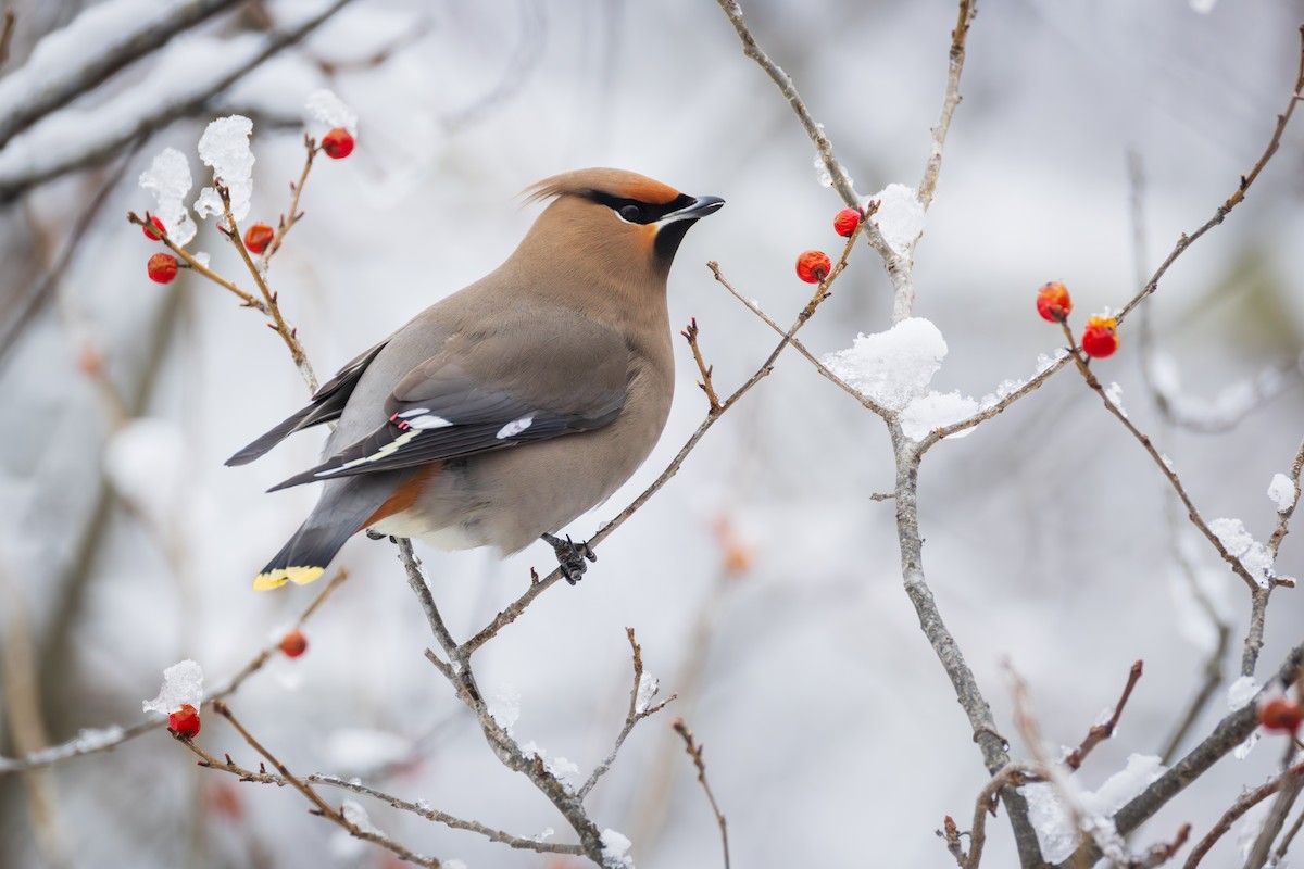 Bohemian Waxwing - ML651516367