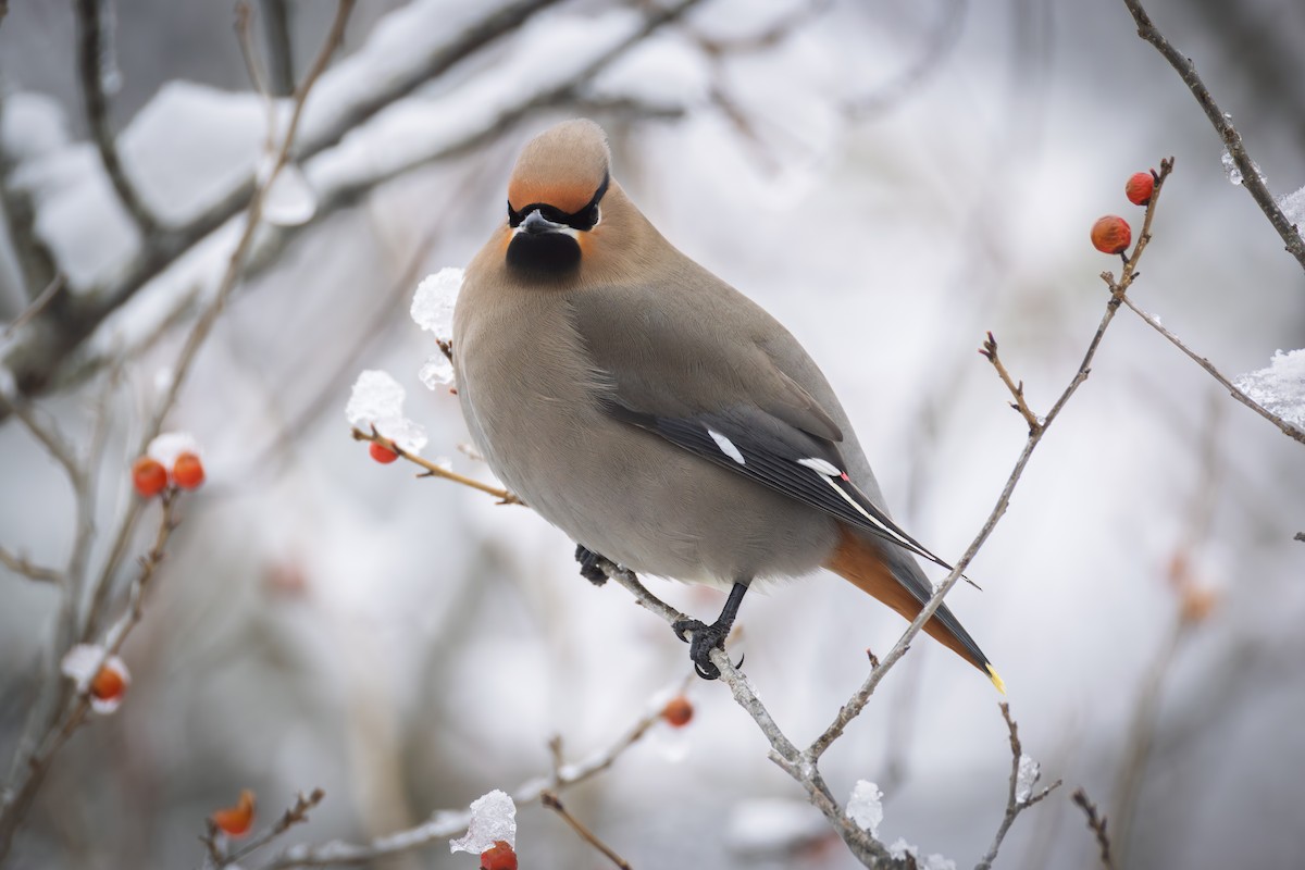 Bohemian Waxwing - ML651516368