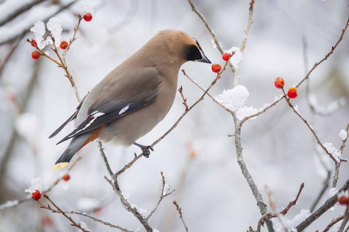 Bohemian Waxwing - ML651516369