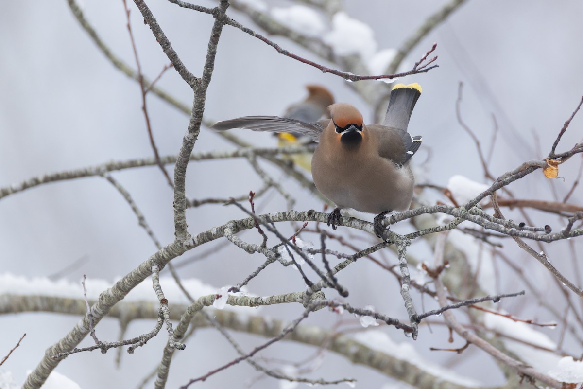Bohemian Waxwing - ML651516370