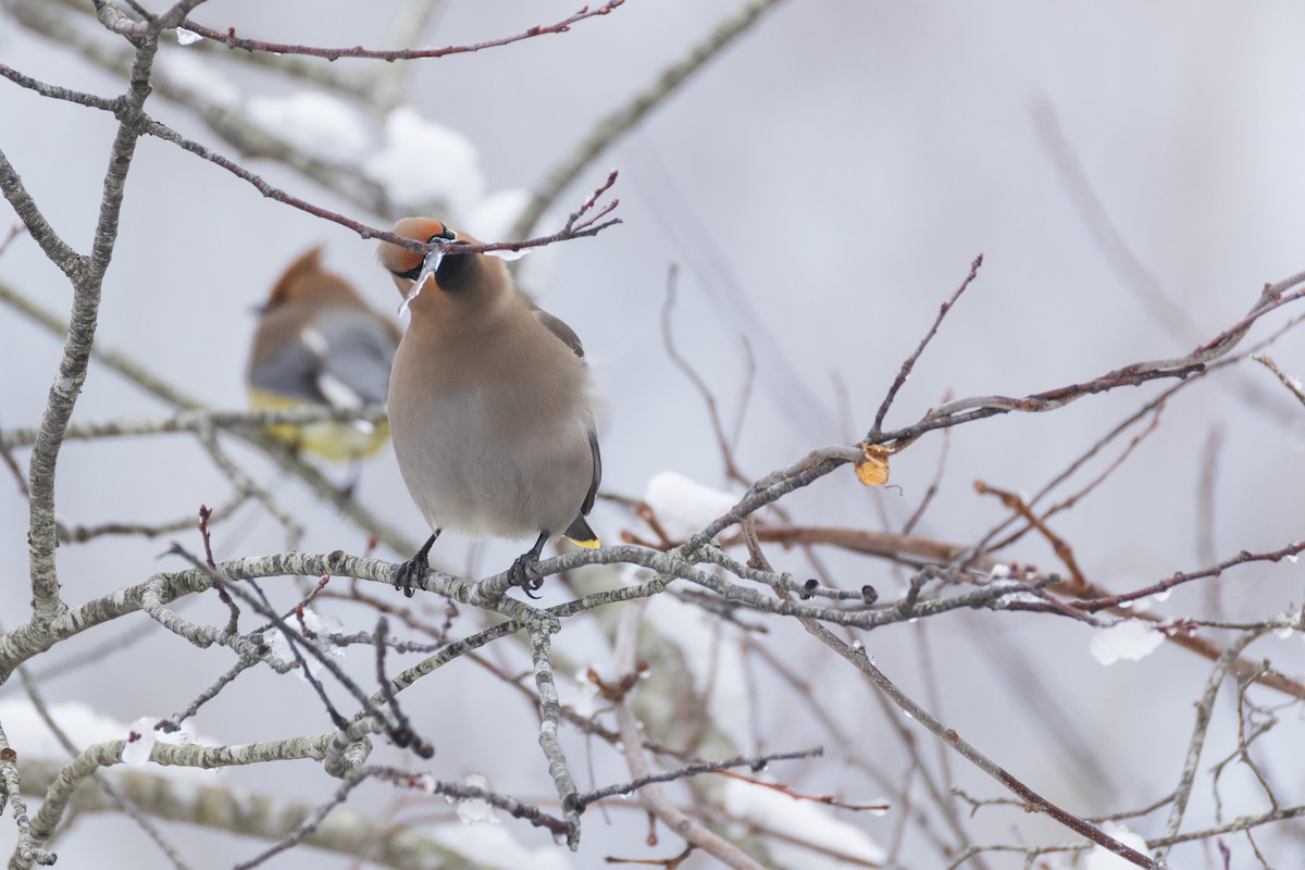 Bohemian Waxwing - ML651516371