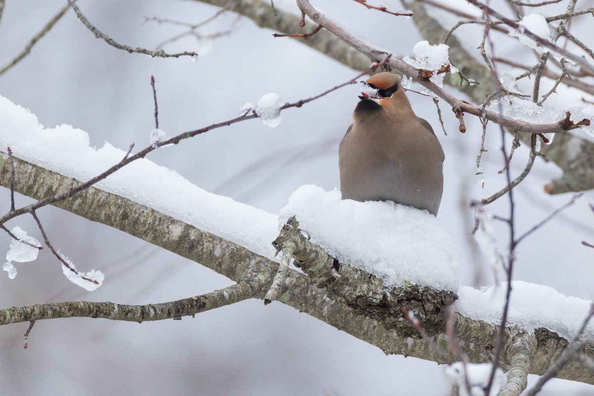 Bohemian Waxwing - ML651516372
