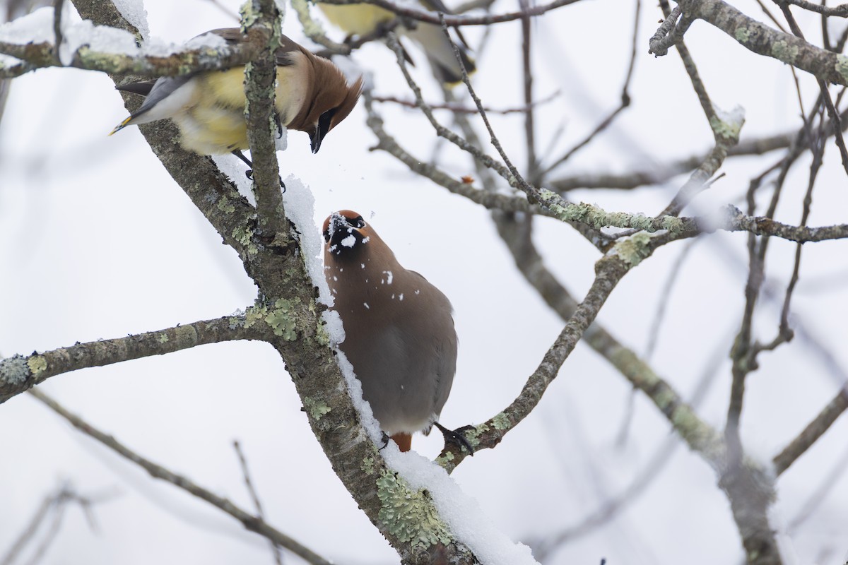 Bohemian Waxwing - ML651516373