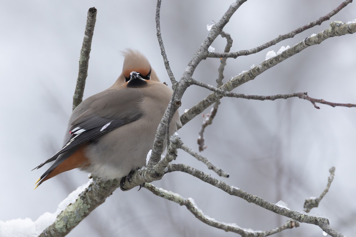 Bohemian Waxwing - ML651516374
