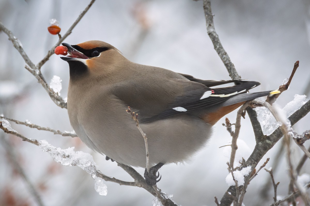 Bohemian Waxwing - ML651516375