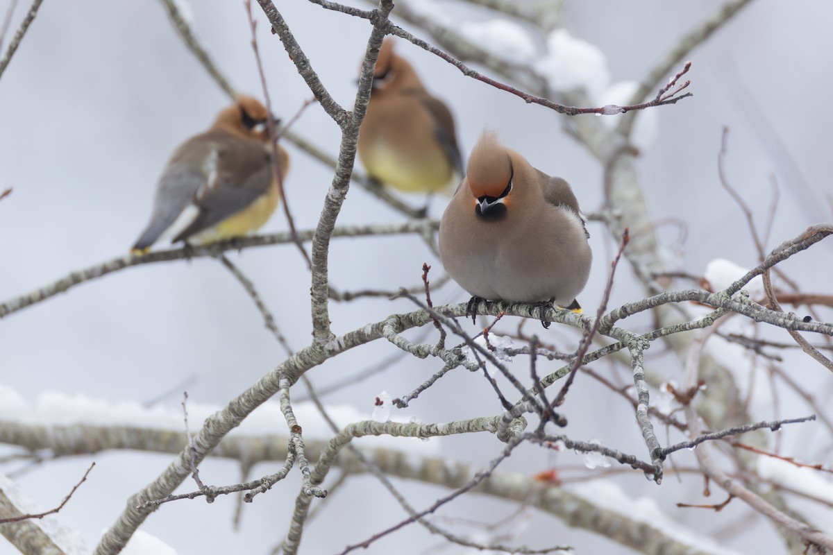 Bohemian Waxwing - ML651516376