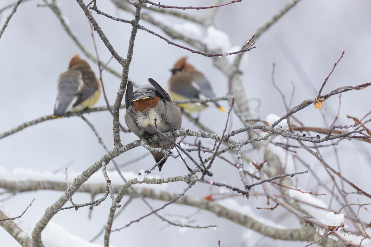 Bohemian Waxwing - ML651516377