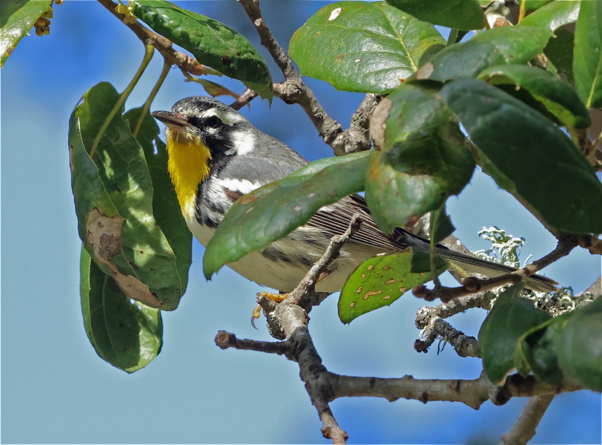 Yellow-throated Warbler (albilora) - ML651518649