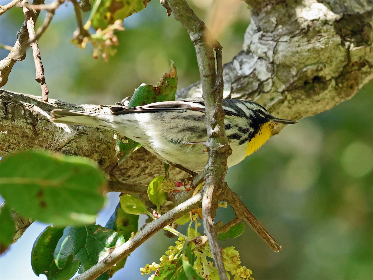 Yellow-throated Warbler (albilora) - ML651518717
