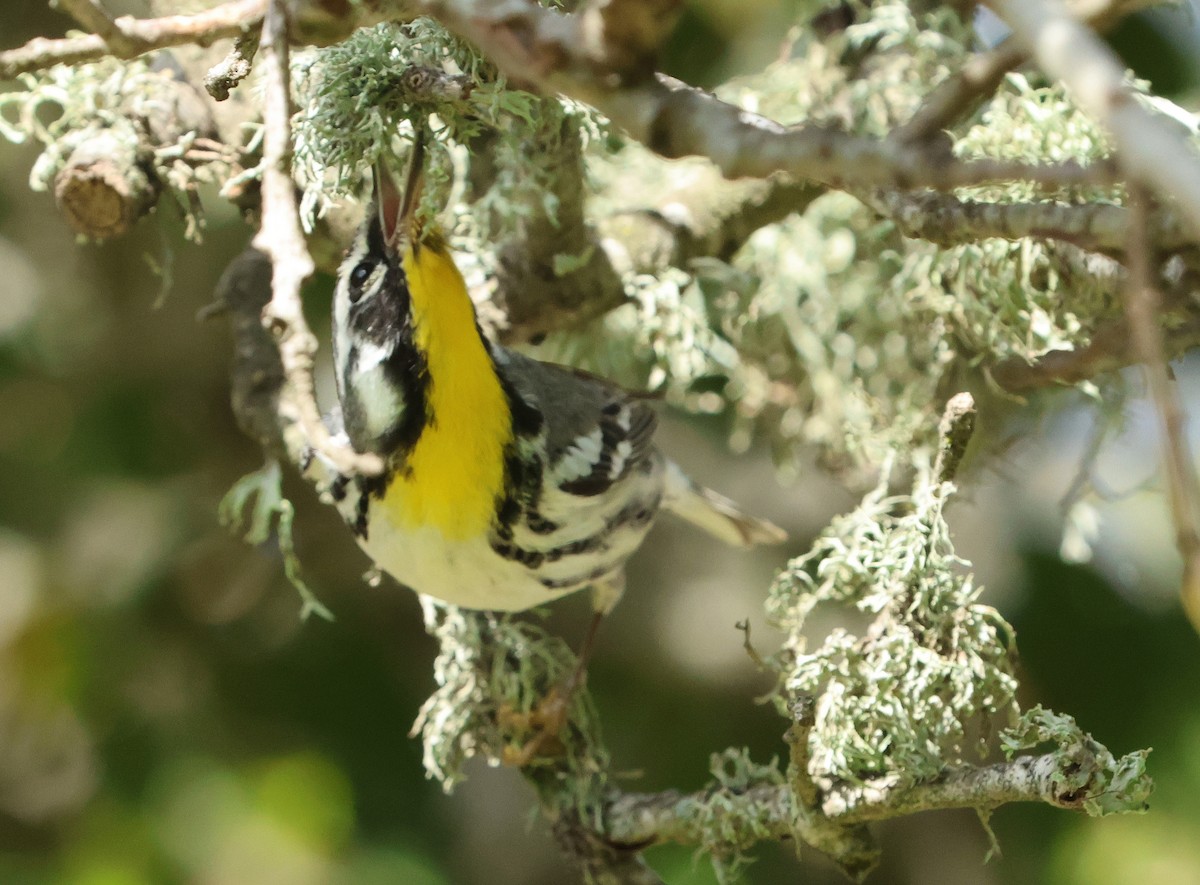 Yellow-throated Warbler (albilora) - ML651518733