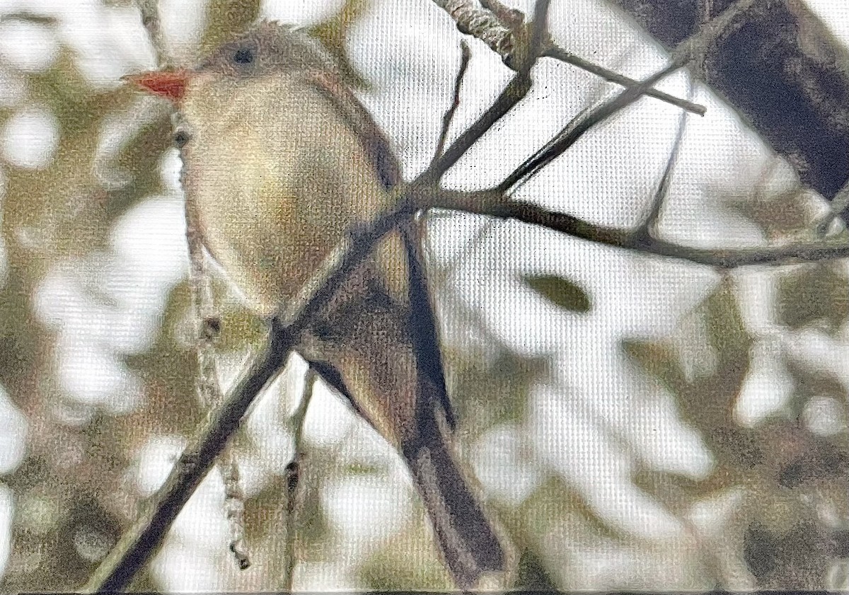 storpivi - ML651518899