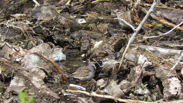 White-crowned Sparrow - ML651519363