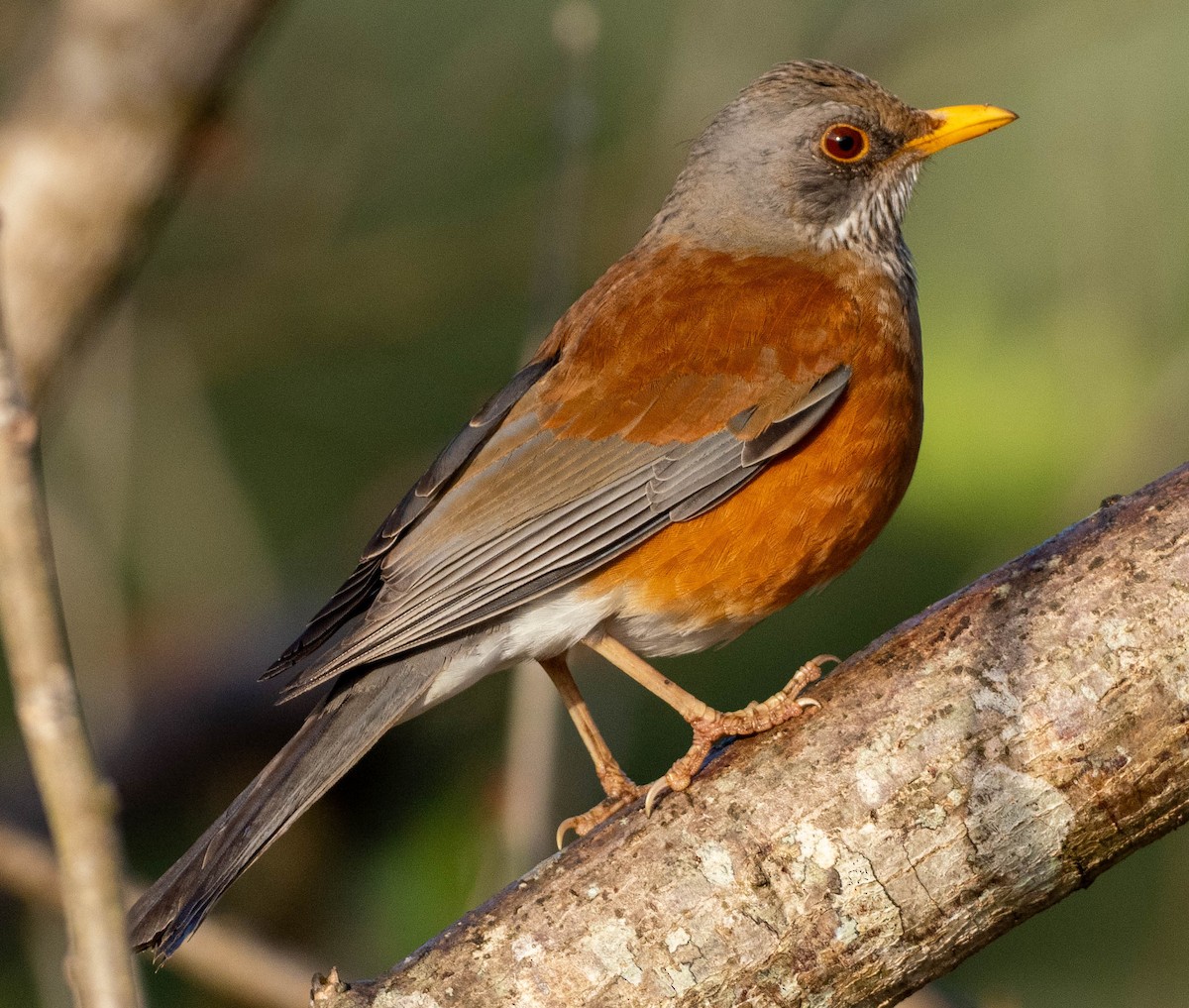 Rufous-backed Robin - ML651519767