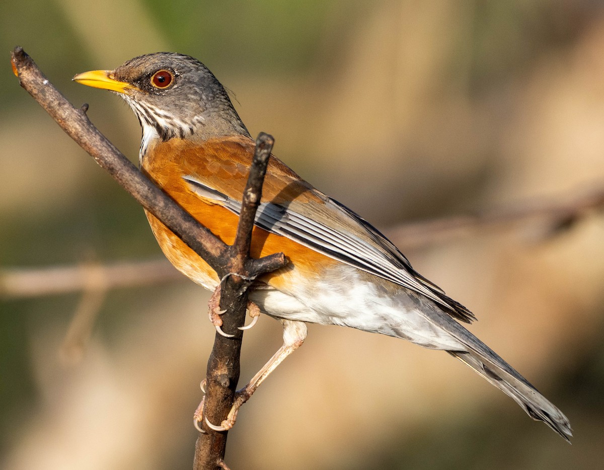Rufous-backed Robin - ML651519768