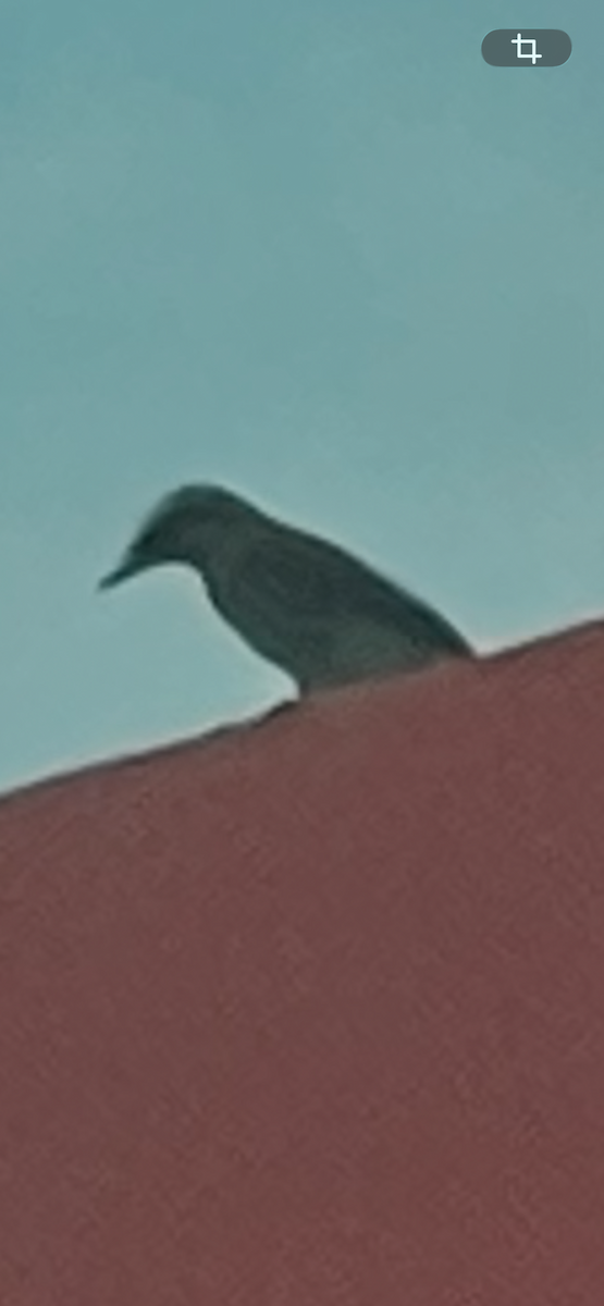 Süd-Fleckenmaskentyrann - ML651520336