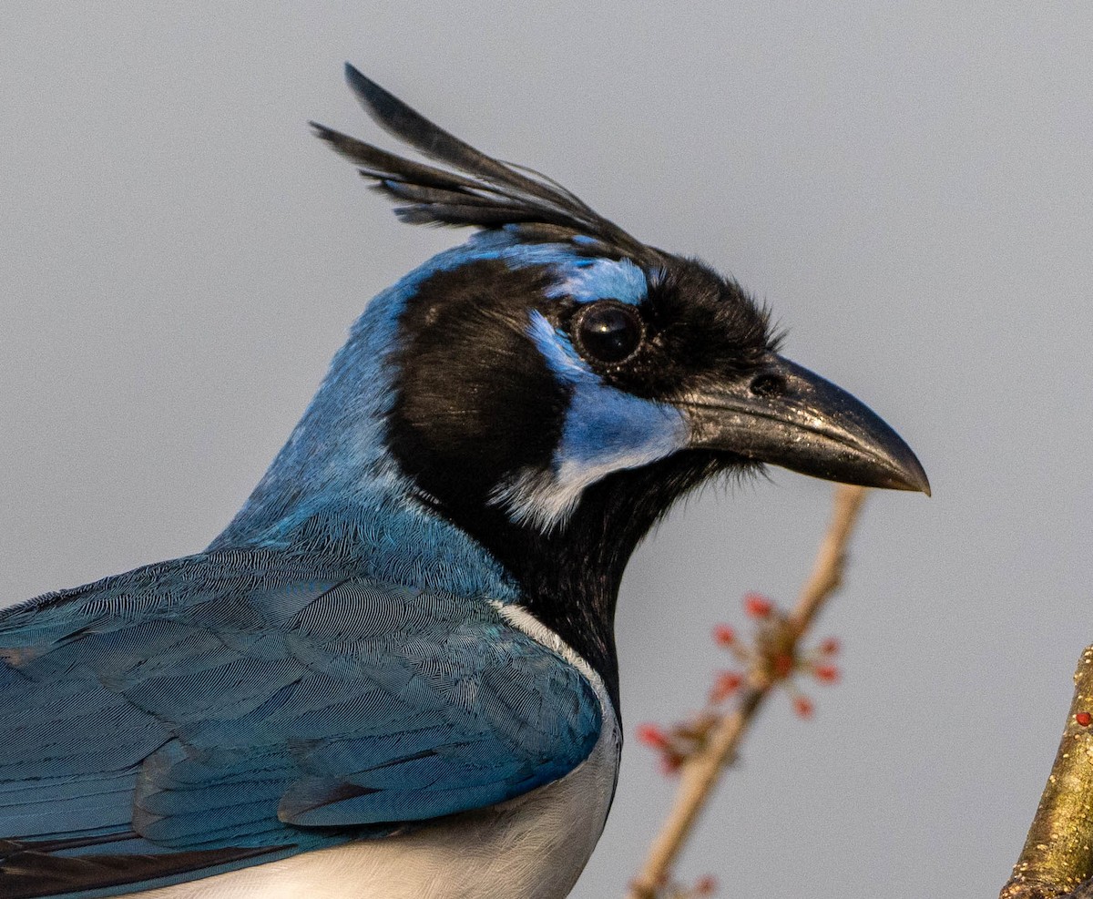 Black-throated Magpie-Jay - ML651520351