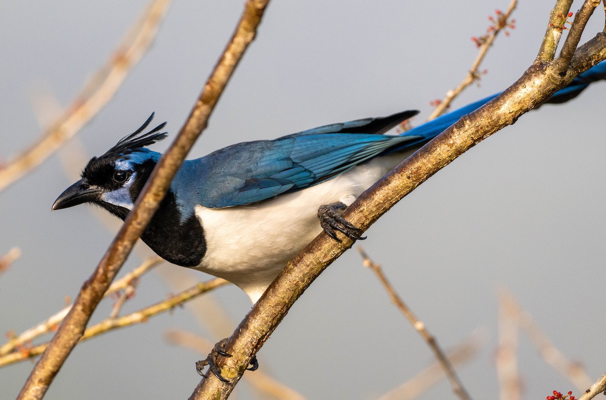 Schwarzkehl-Elsternhäher - ML651520352