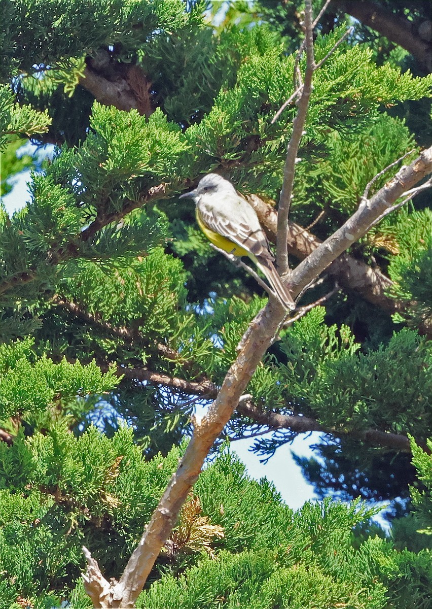 Tropical Kingbird - ML651520369