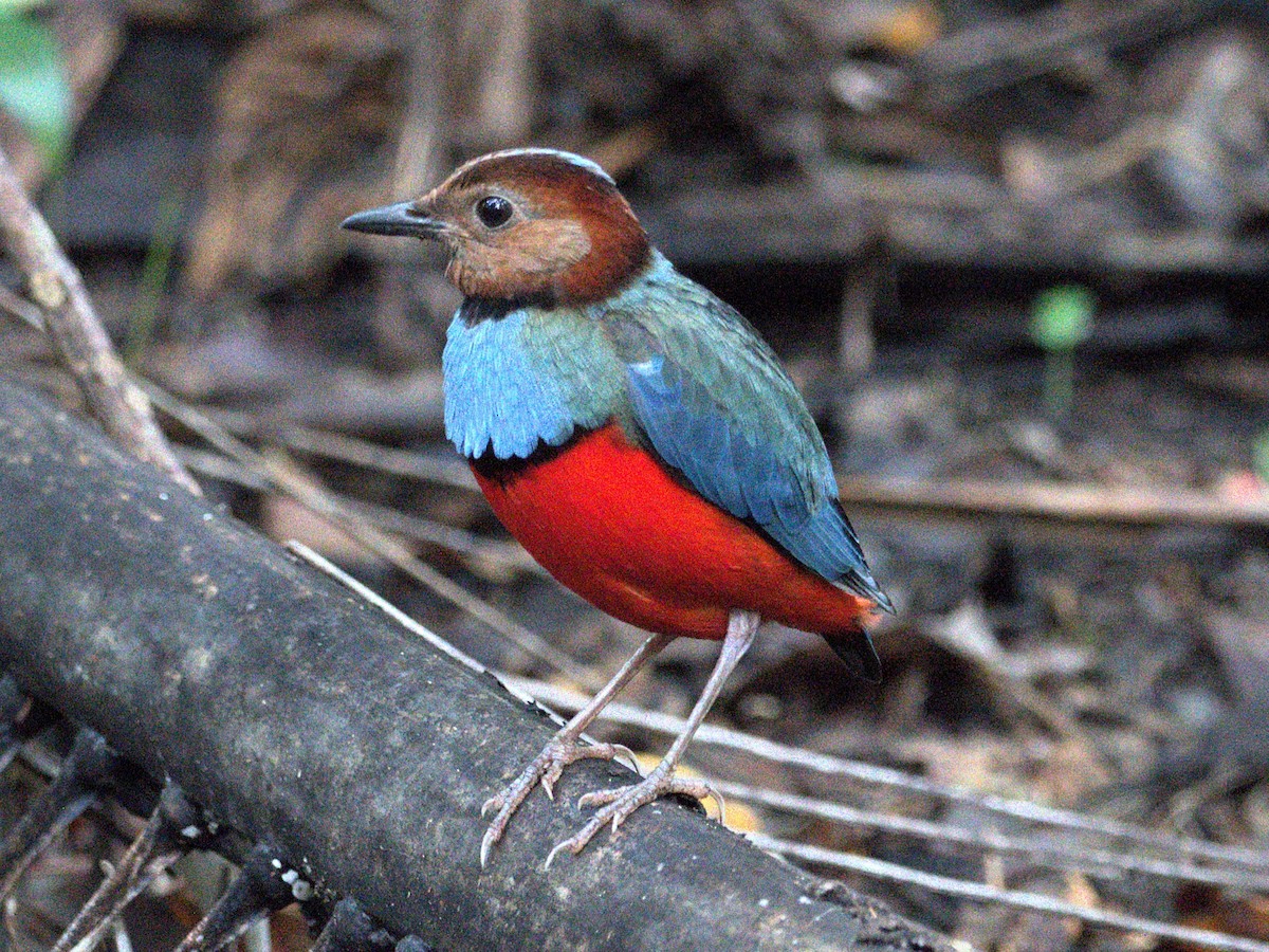 Sulawesi Pitta (Sulawesi) - ML651520440