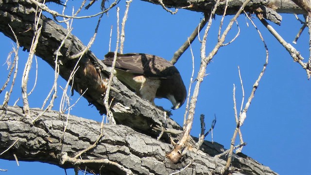 káně bělohrdlá - ML651520441