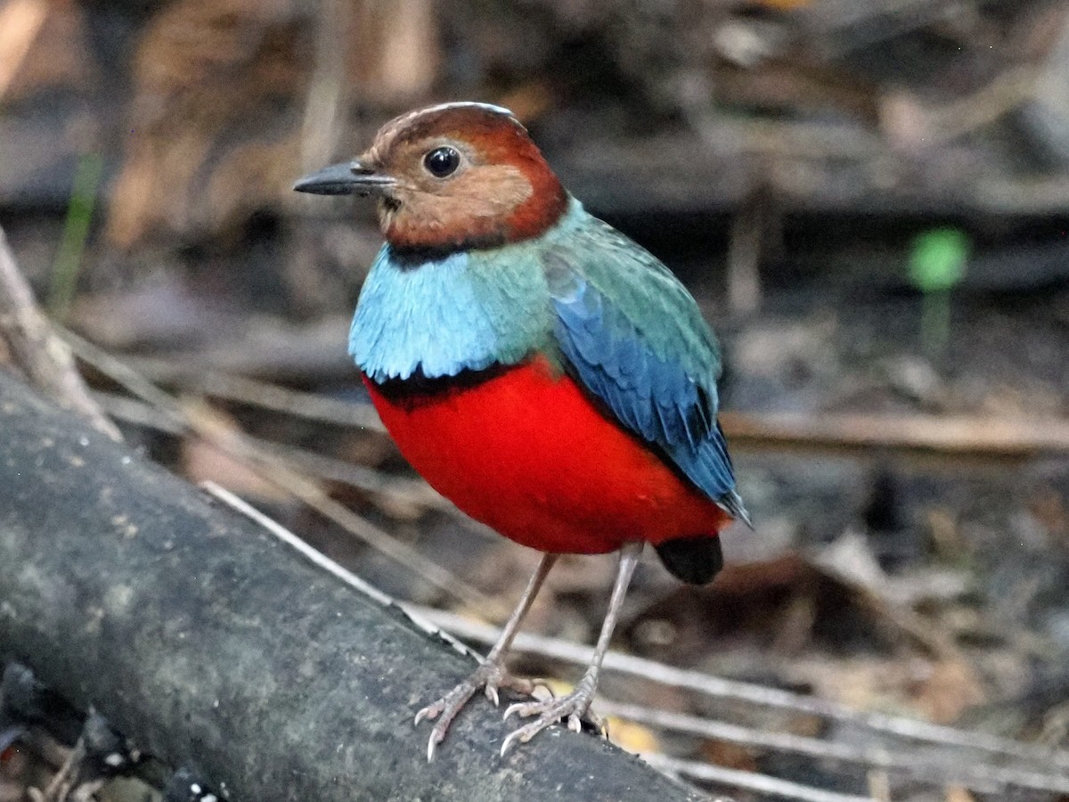 Sulawesi Pitta (Sulawesi) - ML651520443