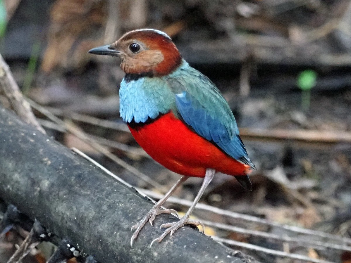 Sulawesi Pitta (Sulawesi) - ML651520444