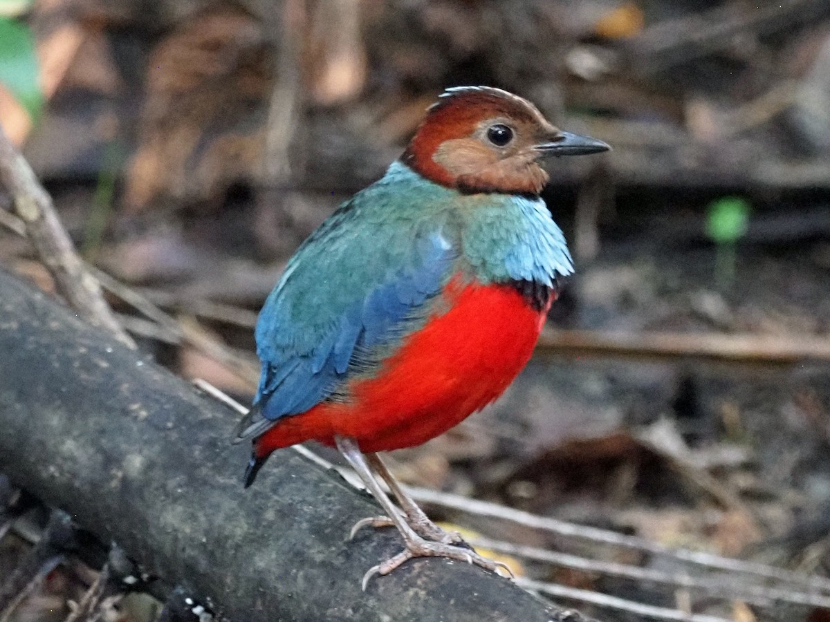 Sulawesi Pitta (Sulawesi) - ML651520445