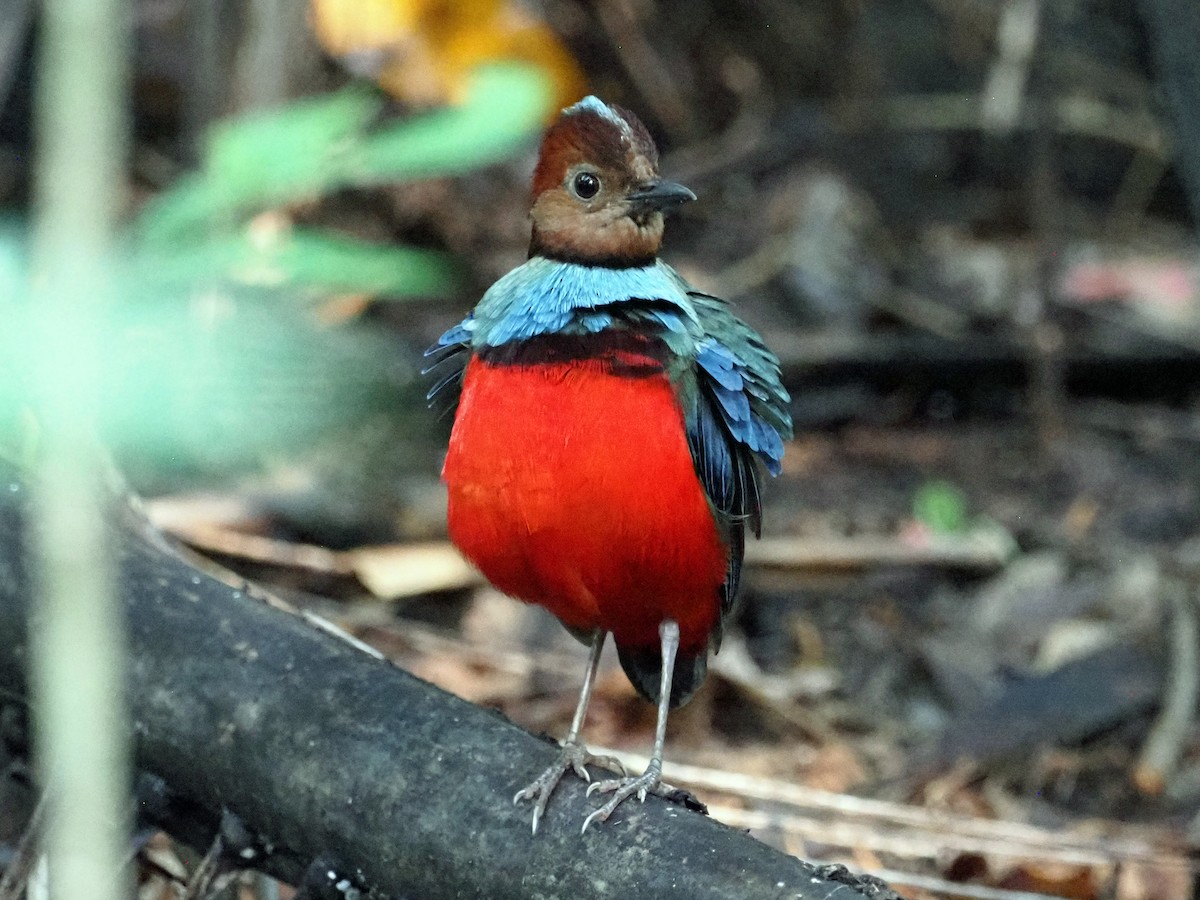 Sulawesi Pitta (Sulawesi) - ML651520446