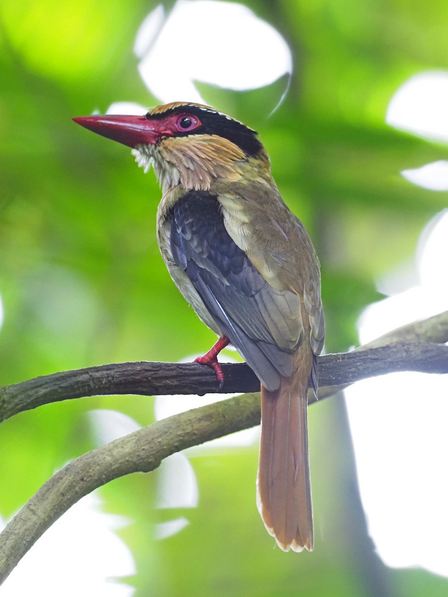 Sulawesi Lilac Kingfisher - ML651521668