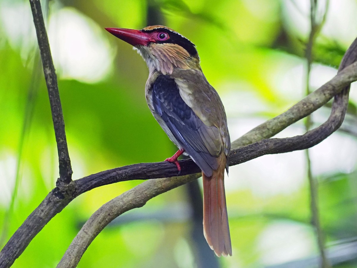 Sulawesi Lilac Kingfisher - ML651521669