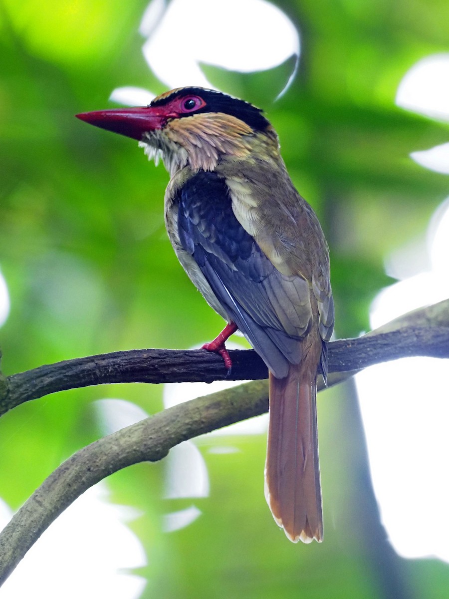 Sulawesi Lilac Kingfisher - ML651521670