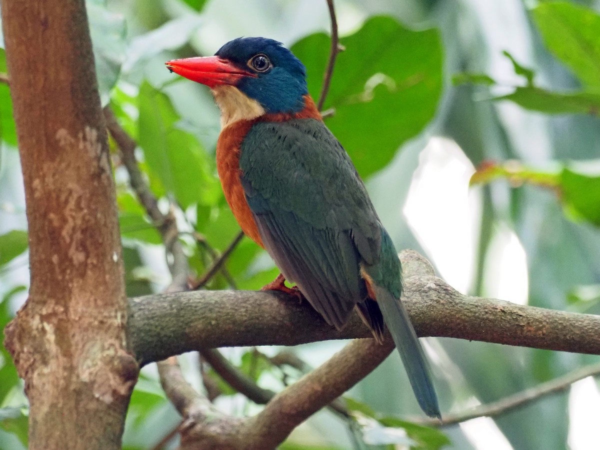 Синеголовый зимородок - ML651521707