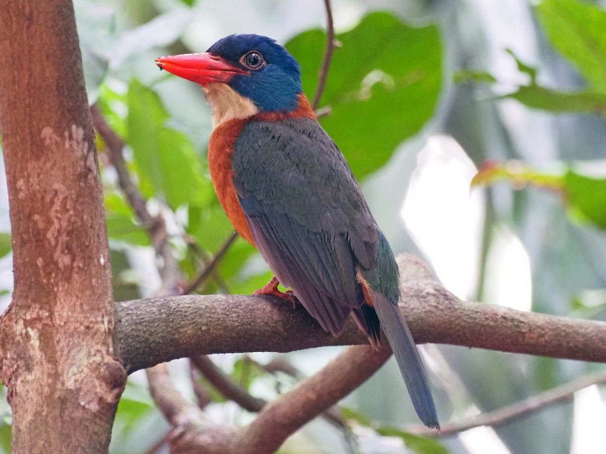 Синеголовый зимородок - ML651521708