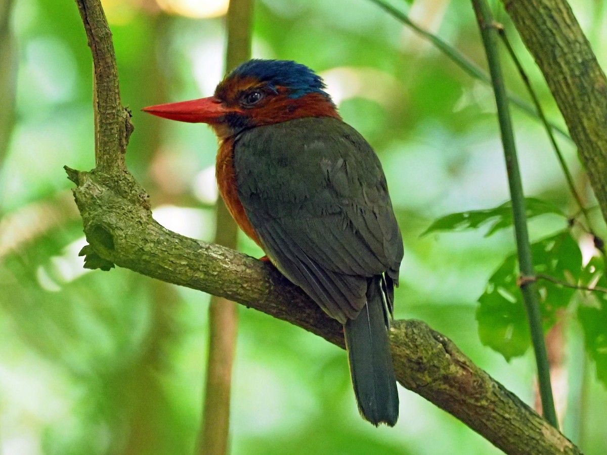 Синеголовый зимородок - ML651521709