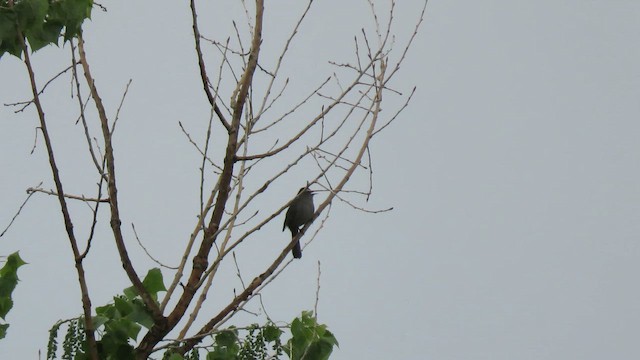 ネコマネドリ - ML651521815