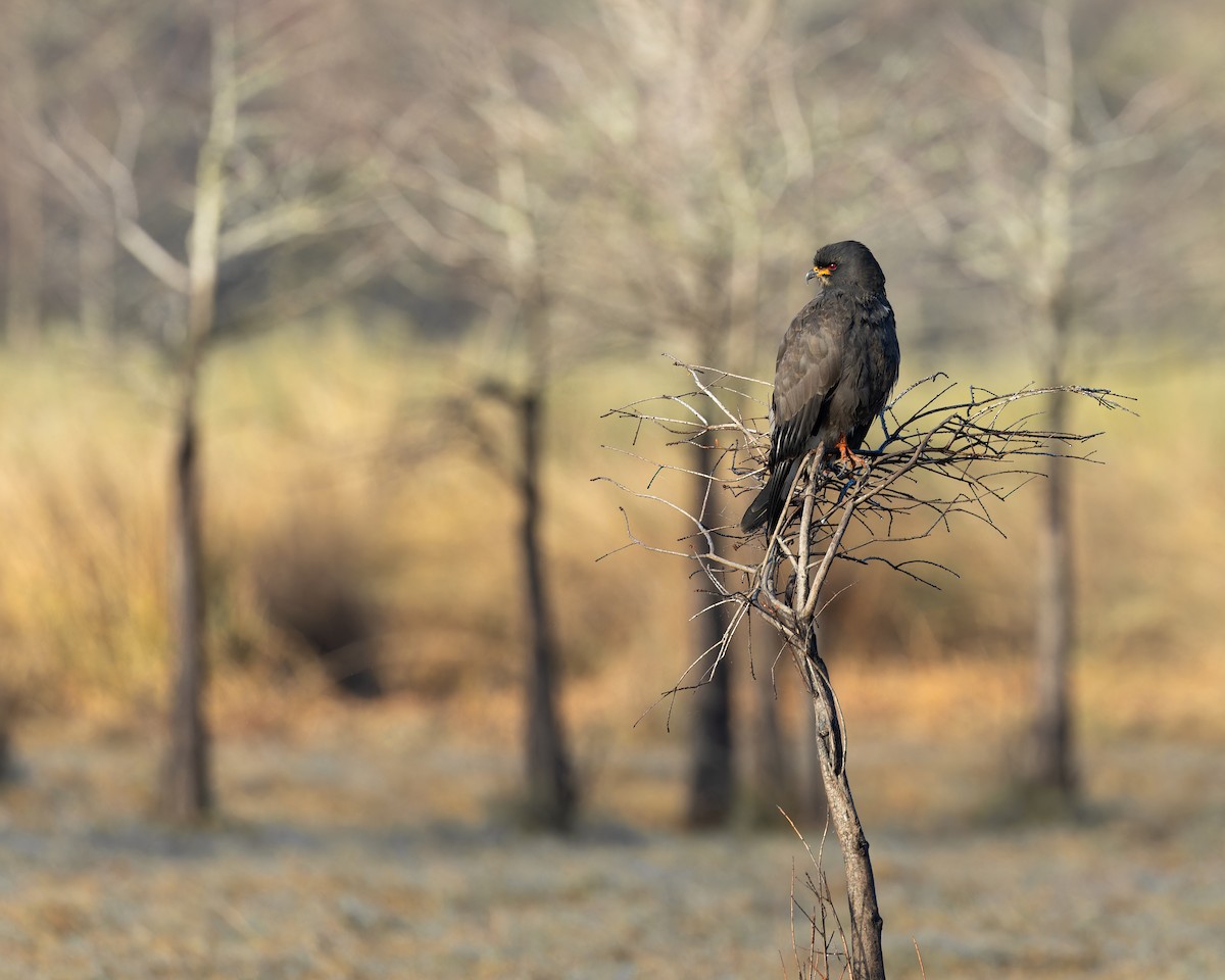Schneckenbussard - ML651521988