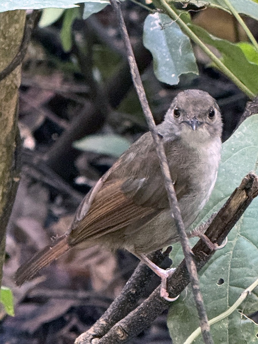 Сулавесский усатоклюв - ML651522604