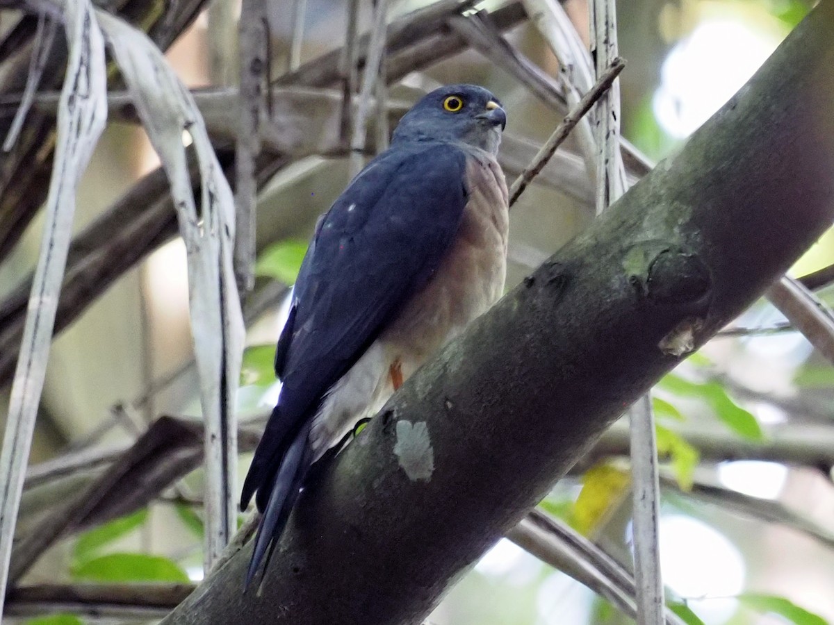 Китайский тювик - ML651522653