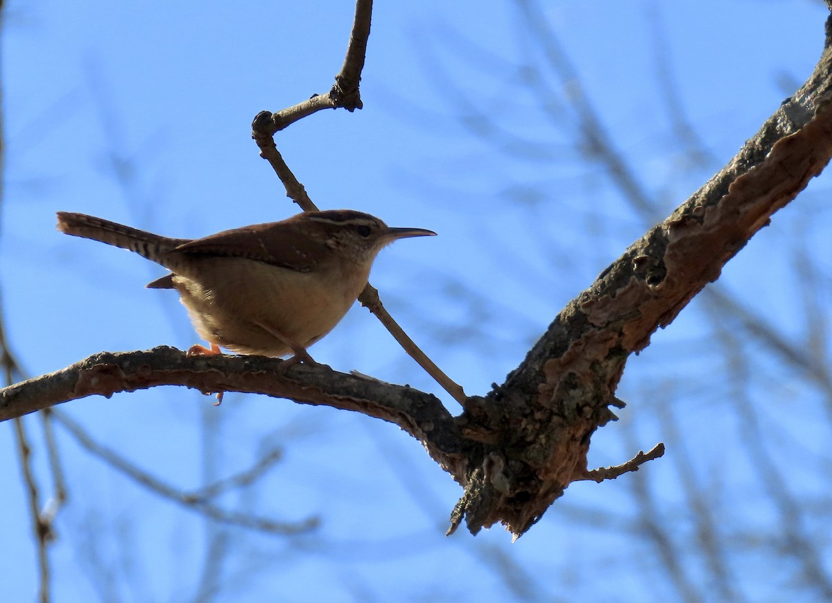 Carolina Wren - ML651522897