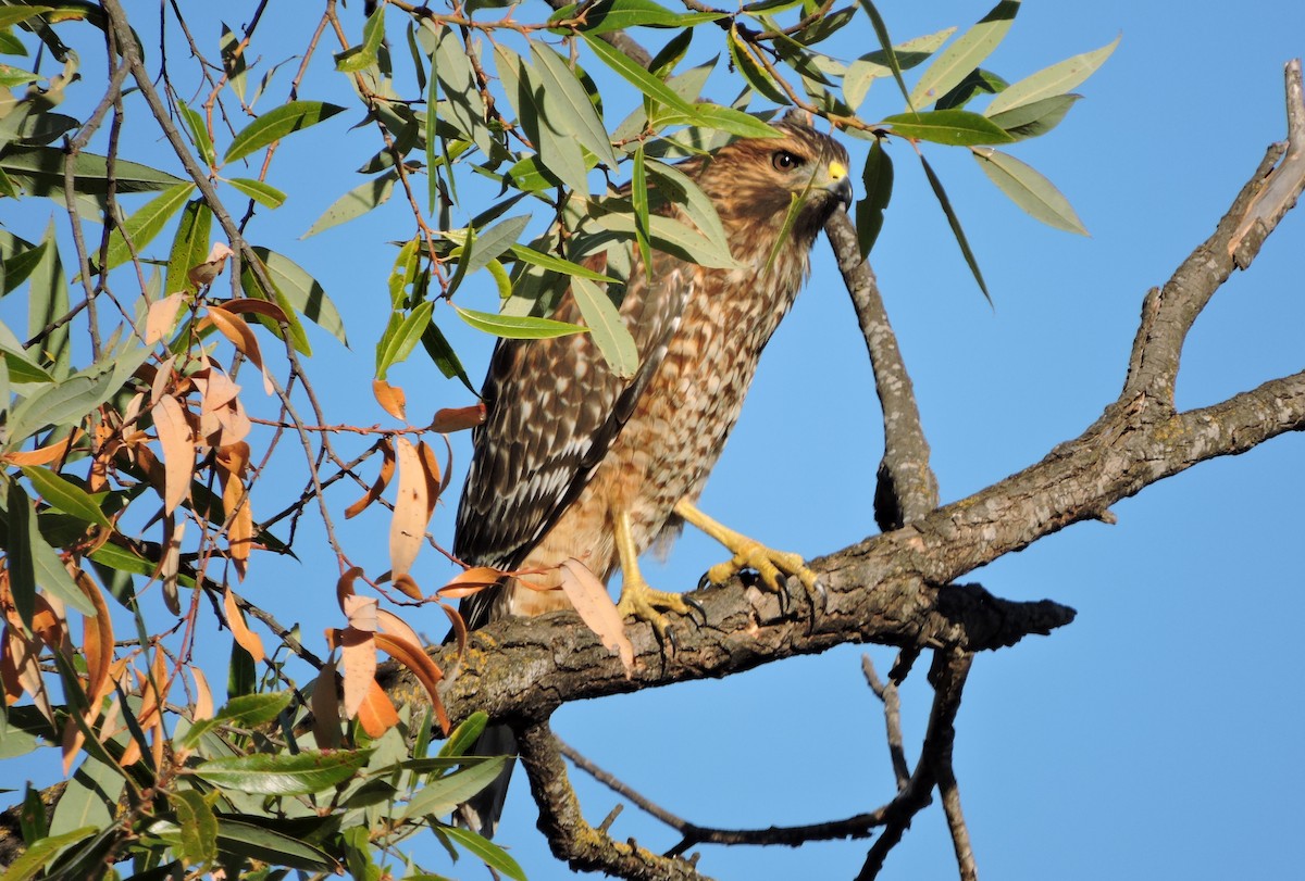 Red-shouldered Hawk - Greg Cross