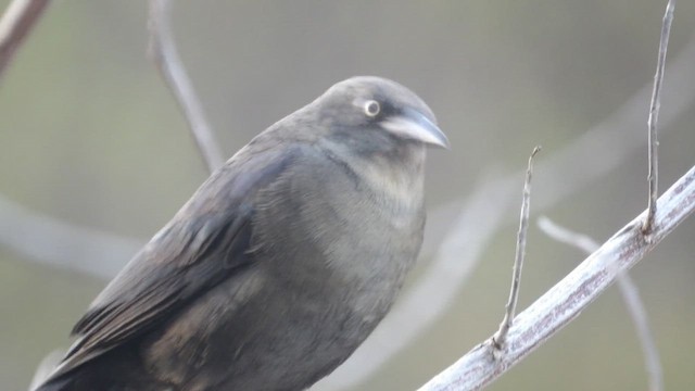 Carib Grackle - ML651524247
