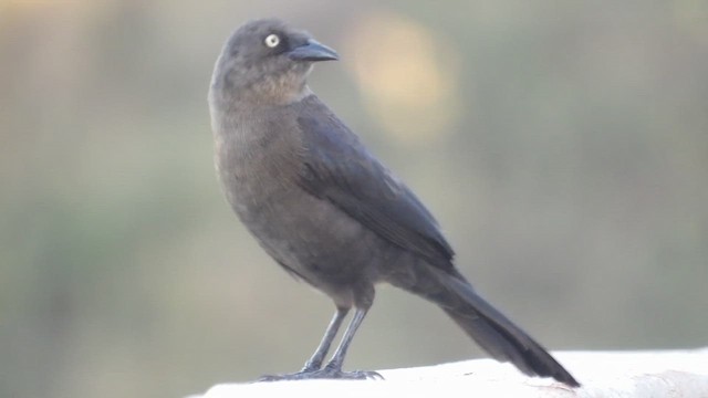 Carib Grackle - ML651524277
