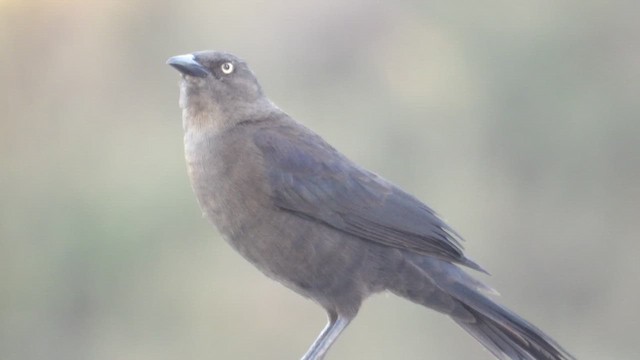 Carib Grackle - ML651524290