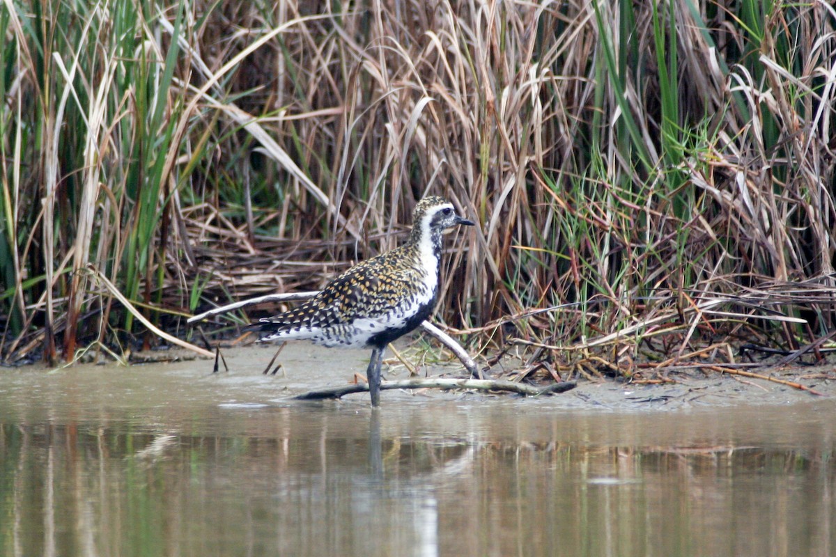 Pacific Golden-Plover - ML651524331