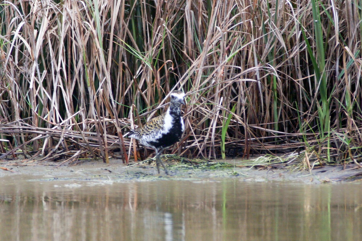 Pacific Golden-Plover - ML651524332