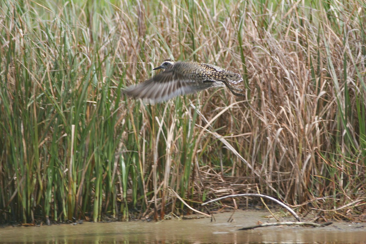 Pacific Golden-Plover - ML651524341