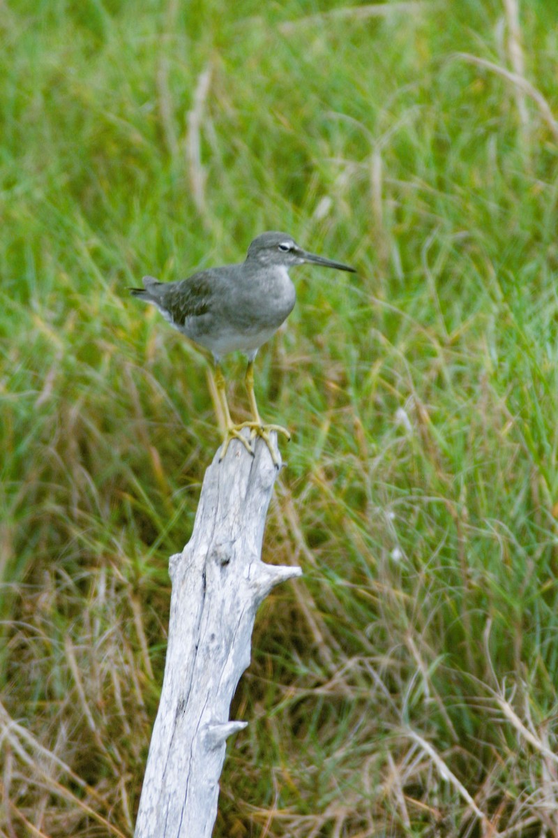 Wandering Tattler - ML651524376